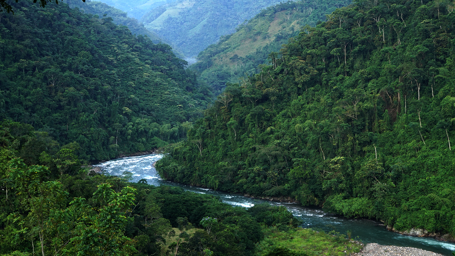 PNN Selva Florencia BJ 4