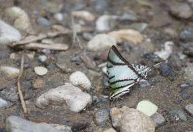 Microsoft Word - AVENTURATE NATURA.docx
